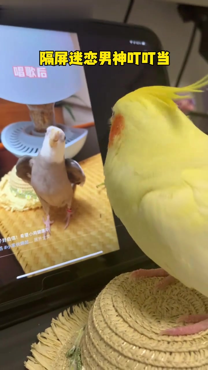 小鸡也有它的心上鸡