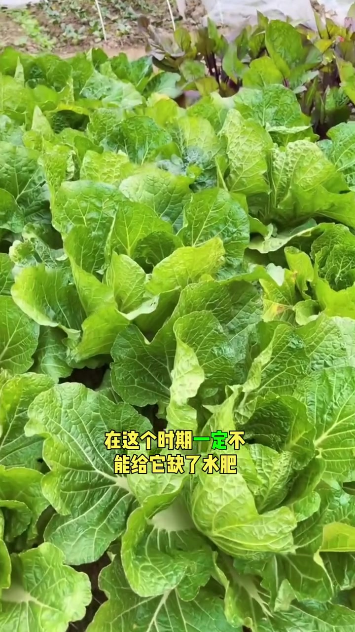 大白菜包心期需要怎么管理要不要打底叶