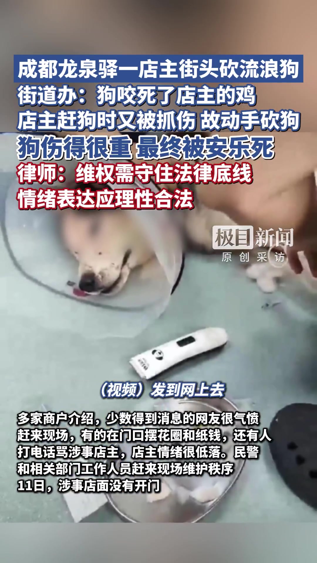 10月10日下午,成都龙泉驿翠竹路上一家商户,当街砍了一条哈士奇狗,狗最终死亡。11日,周