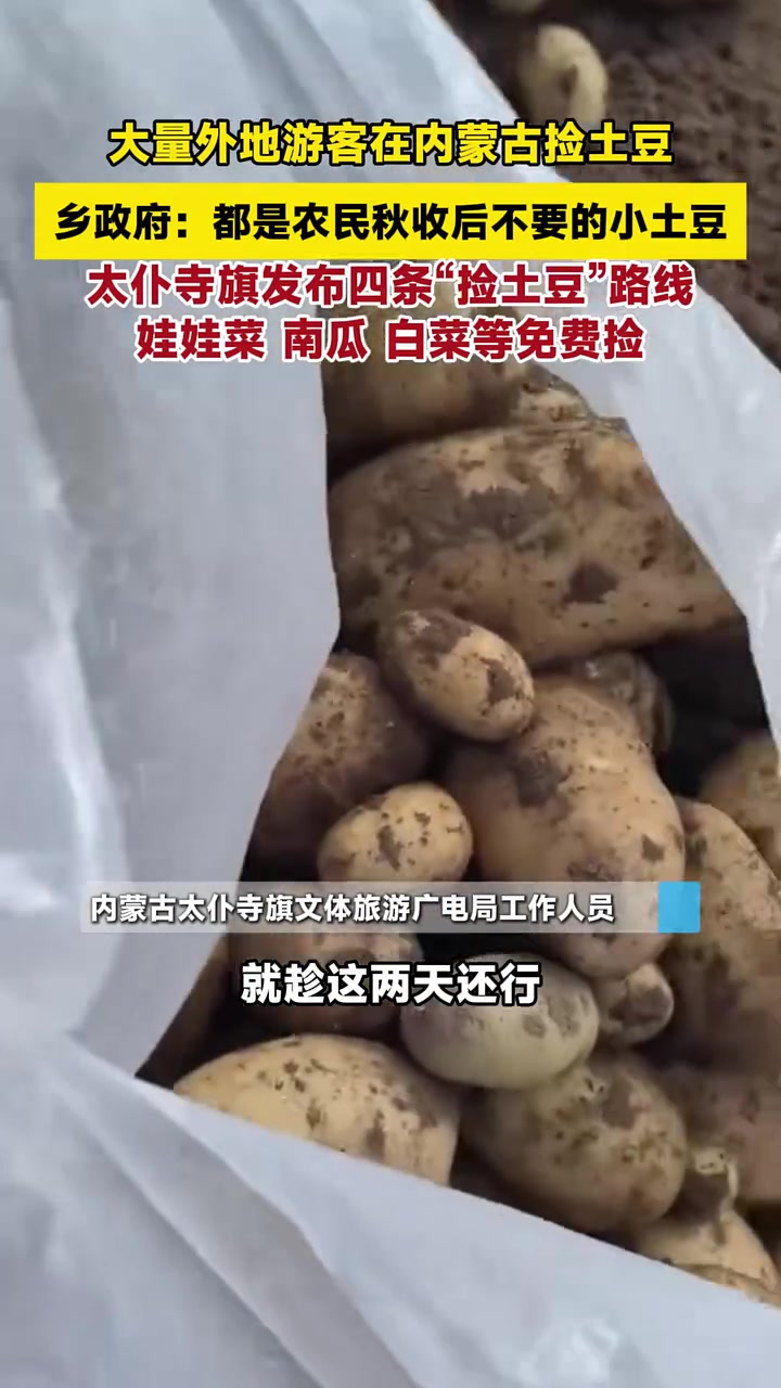 大量外地游客在内蒙古捡土豆,乡政府:都是农民秋收后不要的小土豆,太仆寺旗发布四条“捡土豆”