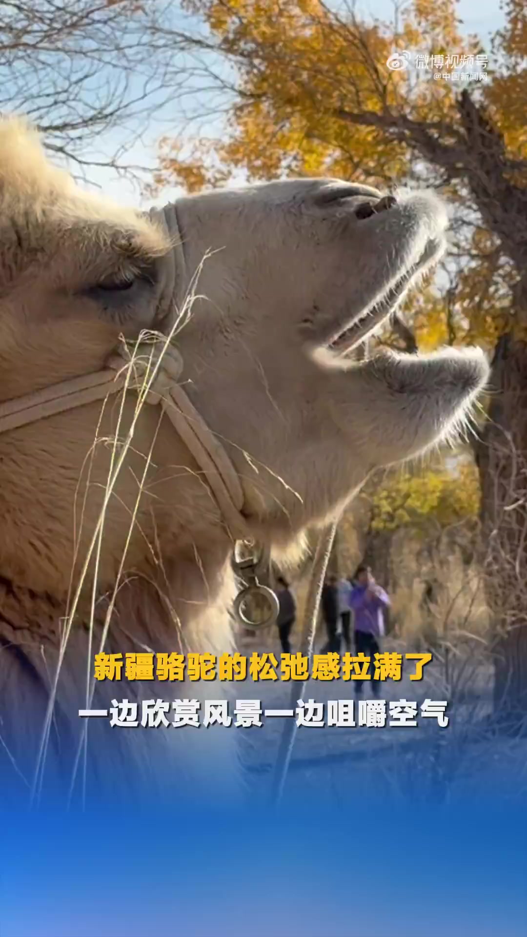 近日,有游客在新疆克拉玛依游玩时,偶遇一只自带松弛感的骆驼。这只骆驼以格外享受、饱满的状态