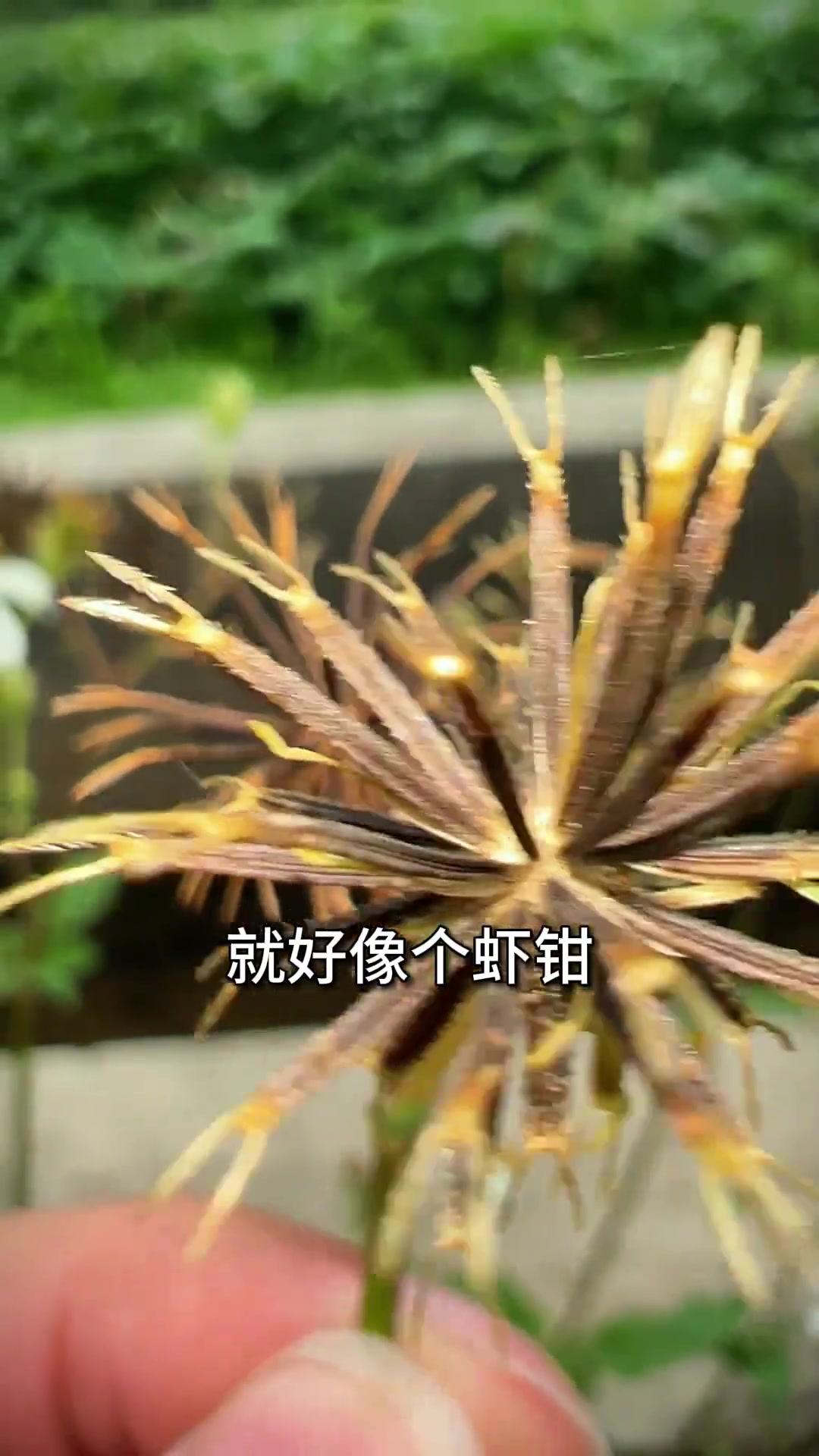 小时候讨厌的鬼针草（虾钳草）有啥好处？