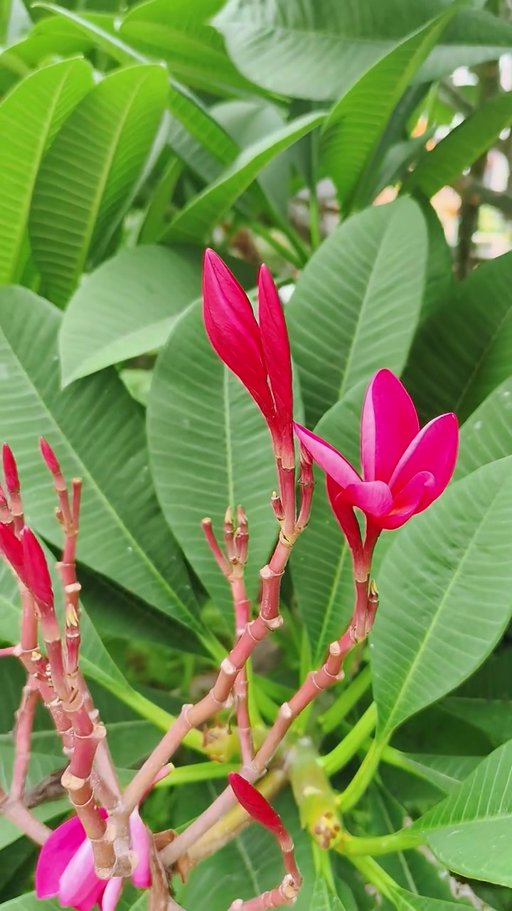红鸡蛋花，夹竹桃科鸡蛋花属的落叶小乔木。叶形状为椭圆形或窄长椭圆形，聚伞花序顶生，花冠呈稍
