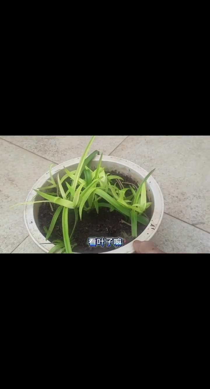 鸭跖被我打成鸭子了,鸭跖科比较难分辨