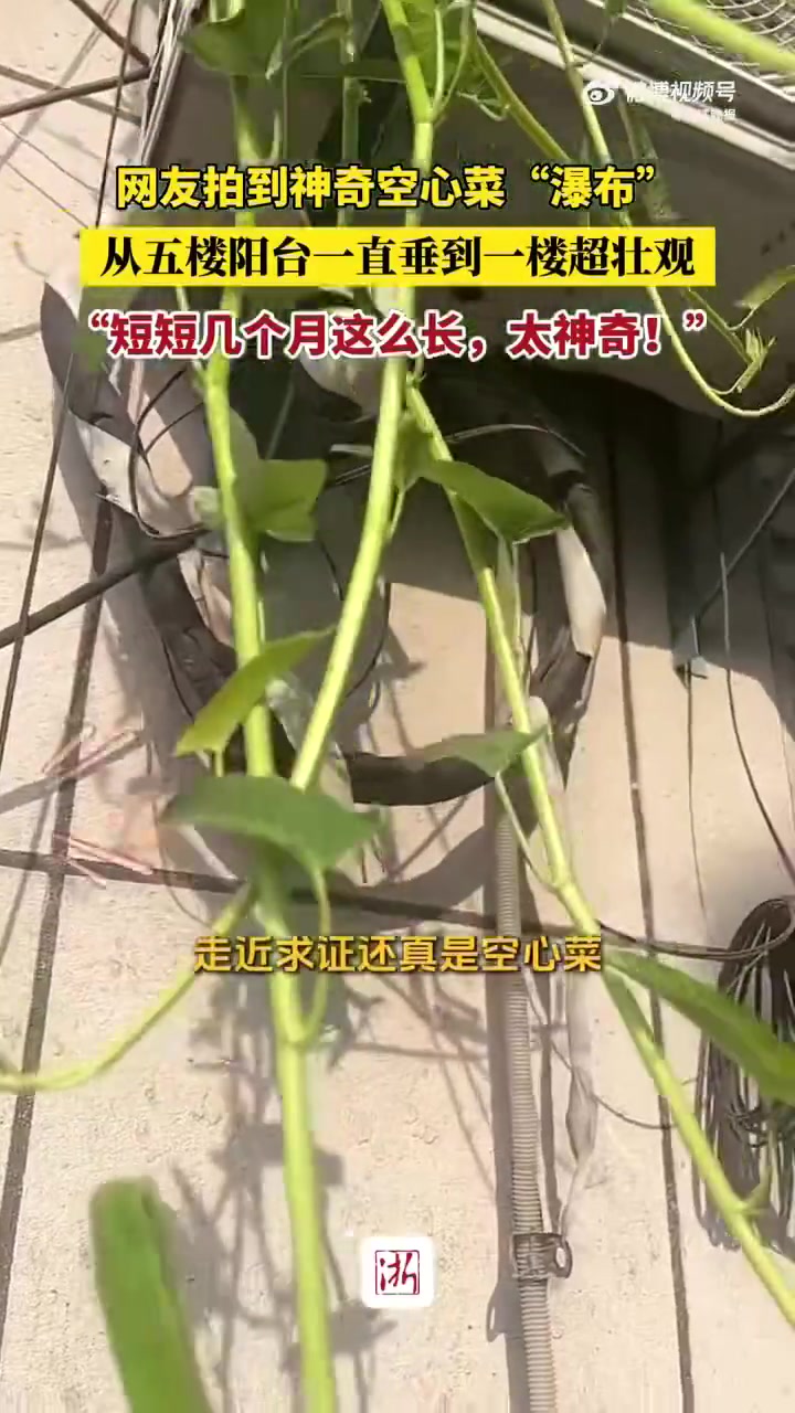 近日,浙江金华。葛女士拍下一居民楼外绿植,绿色的藤蔓从五楼阳台一直垂到一楼,像小型瀑布倾泻