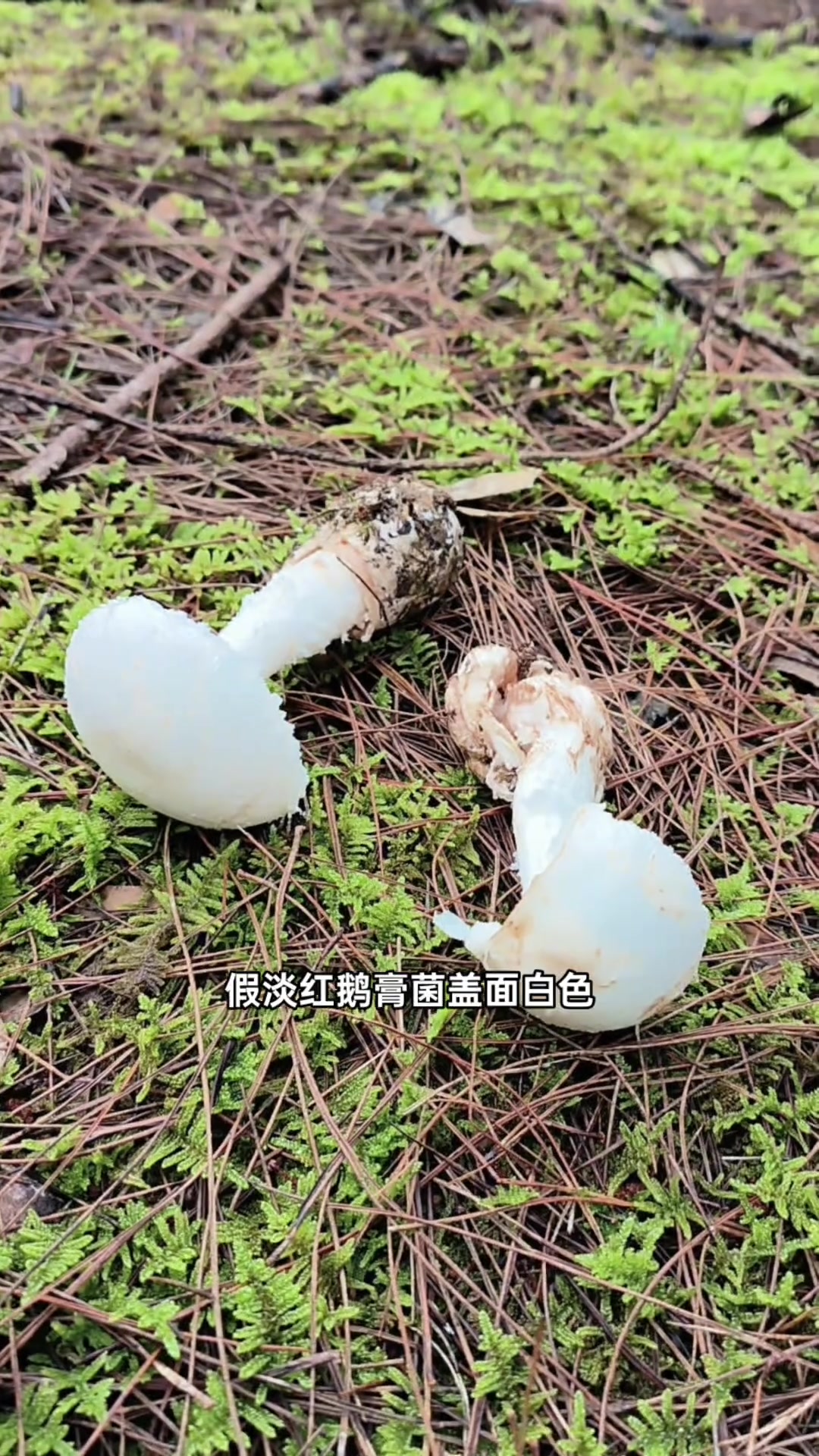 假淡红鹅膏菌见于针阔混交林地，是鹅膏菌科毒蘑菇