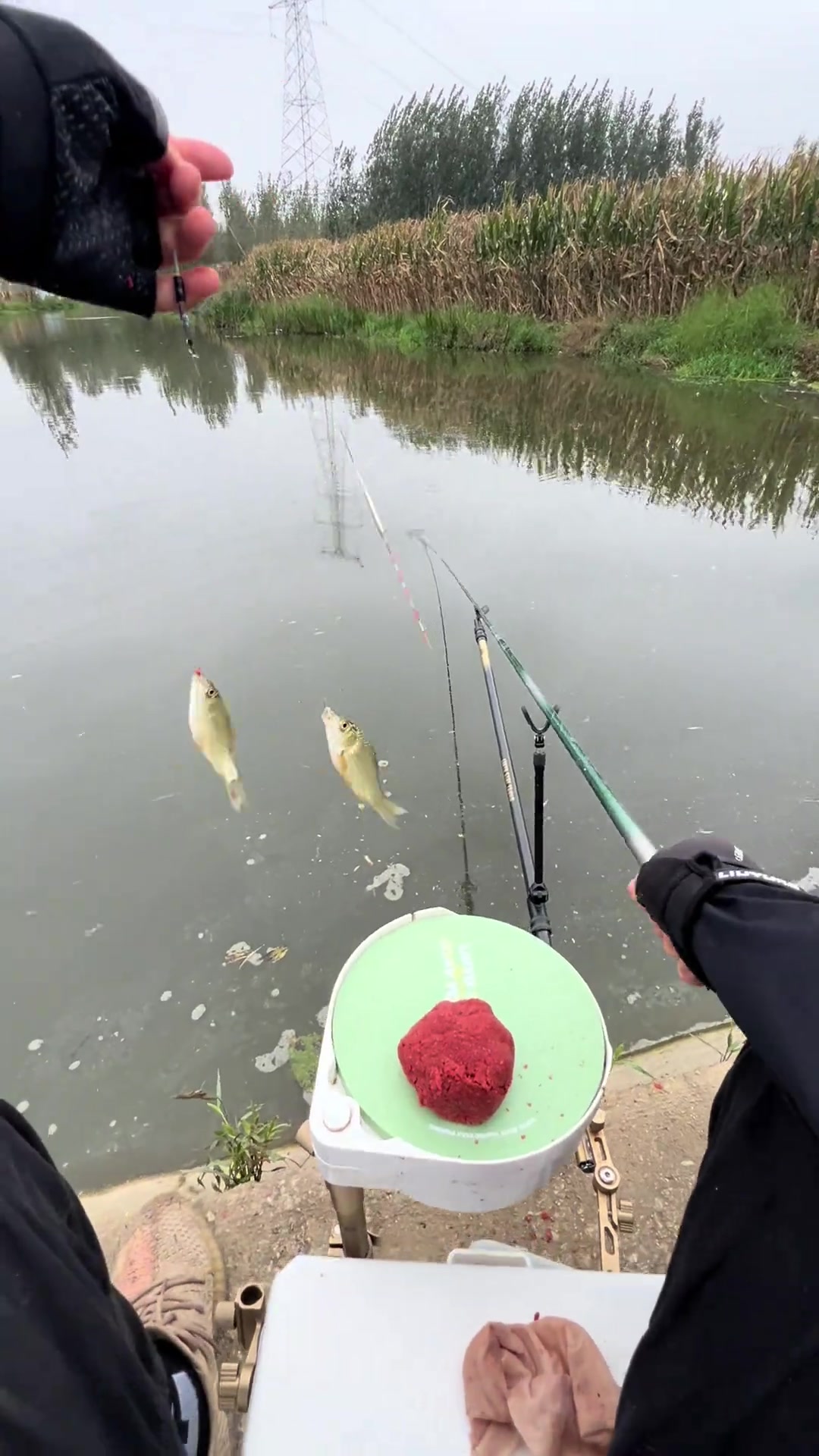 探钓山下小河，鲶鱼马口鲫鱼等鱼种丰富