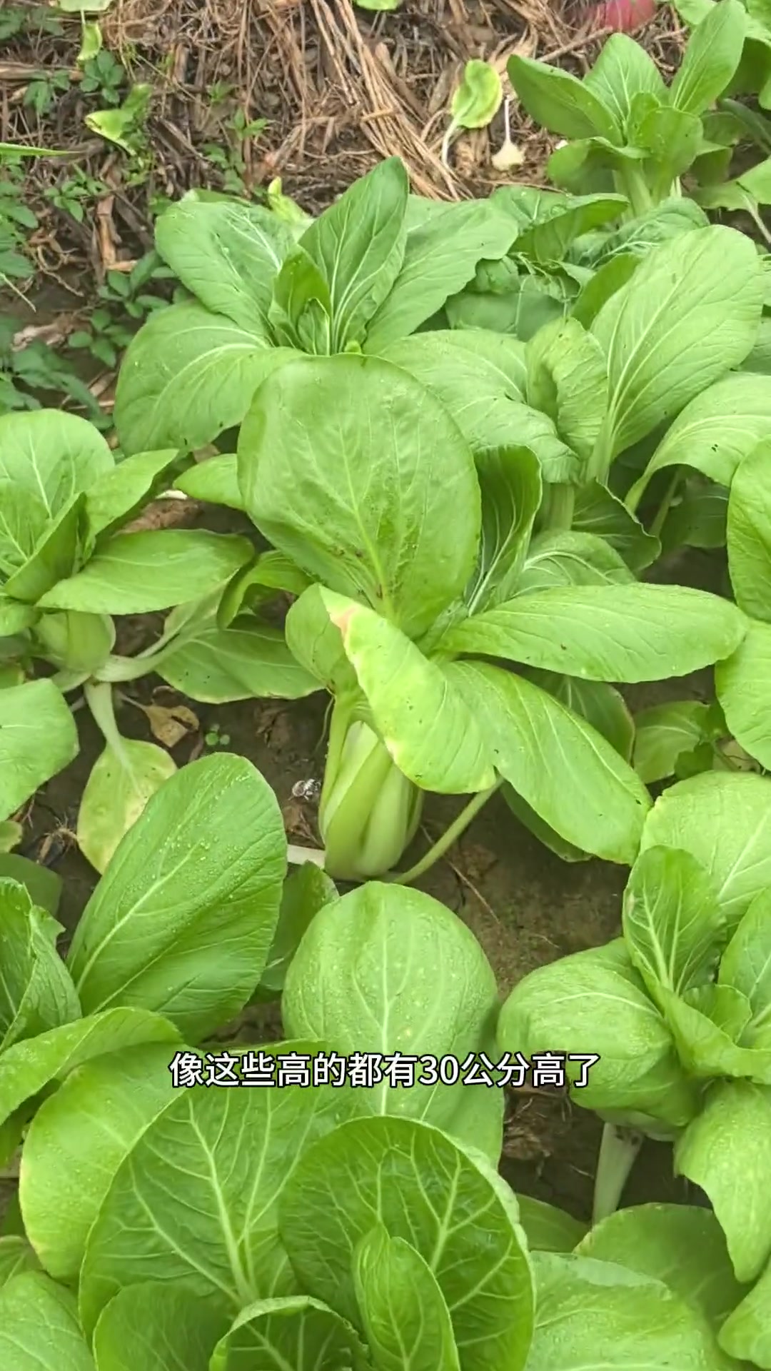 在我心目中的青菜排名：苏州青、奶油快菜、上海青、矮脚黄。其它品种可以不种！
