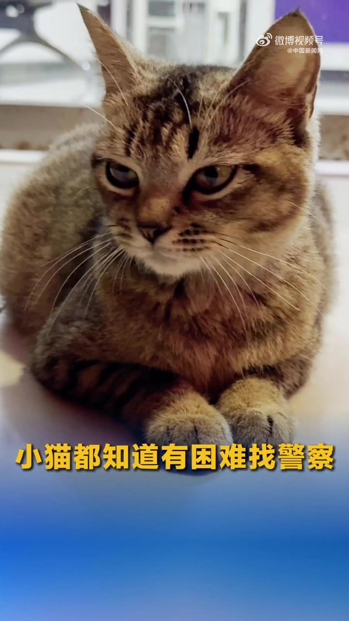 近日贵州凯里,一只怀孕猫咪来到派出所安了家。猫咪在警察的悉心照顾下,生下六只小猫。网友们看