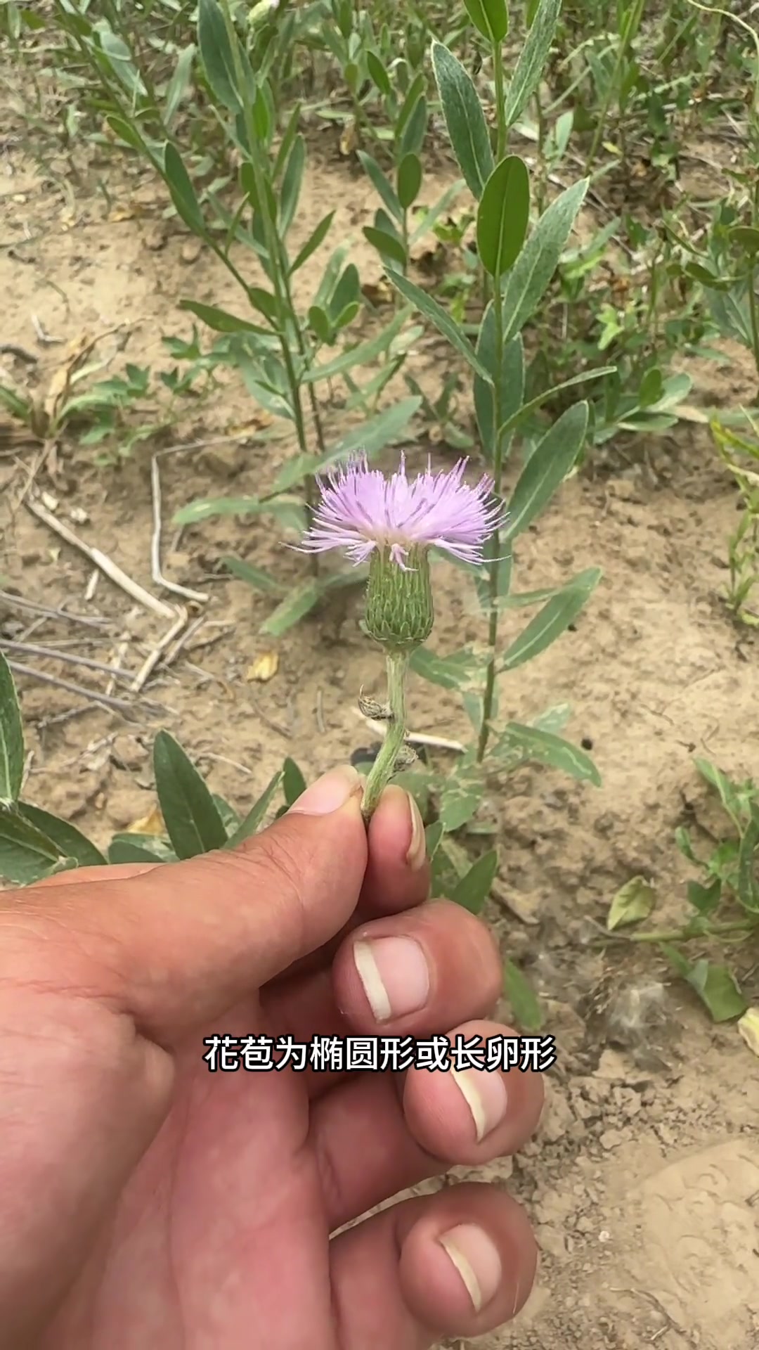 小蓟。刺儿菜。青青菜。在你的家乡有没有这种野草把他叫什么呢？