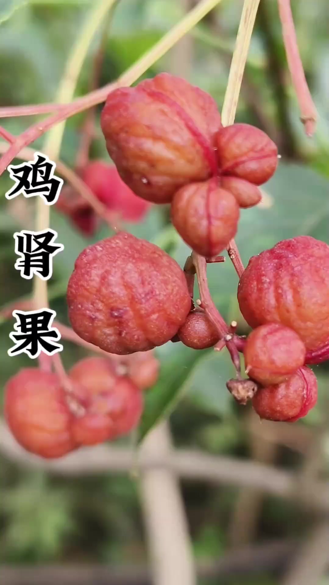 像鸡肾的果子野鸭春，药用观赏价值都很高！