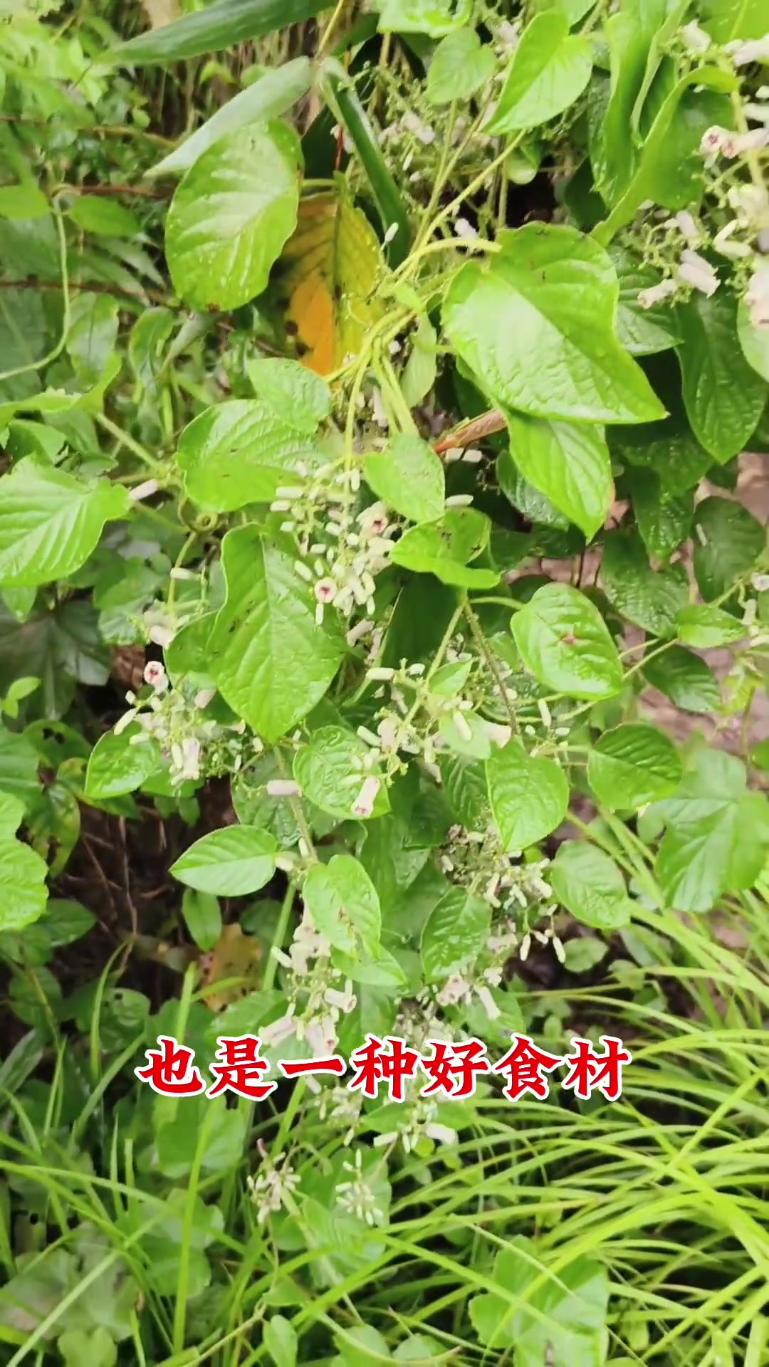 臭臭的鸡屎藤,全身是宝能做燃料还能做菜!