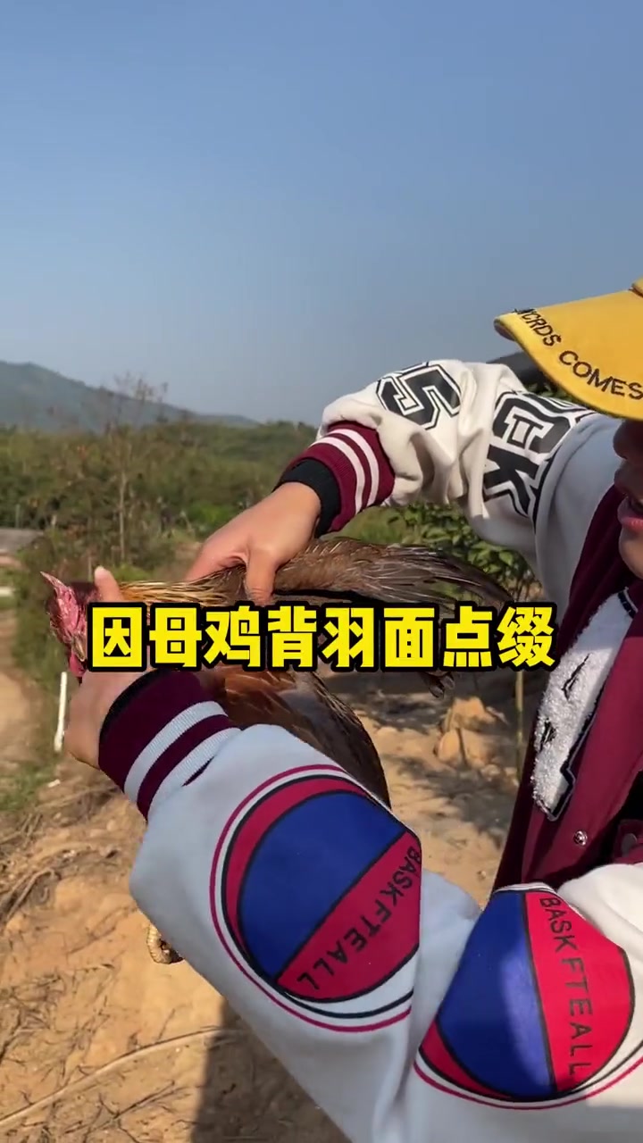 清远的走地鸡，是自由的