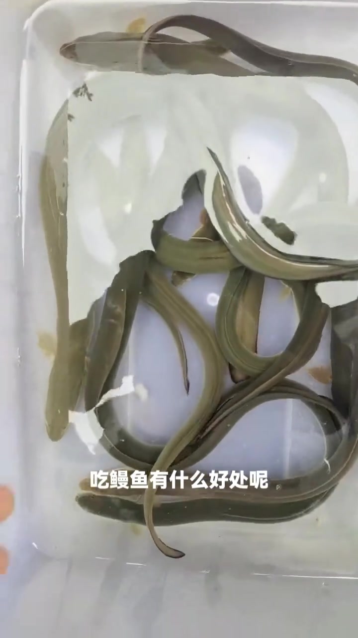 鳗鱼营养价值高，补血还助身体恢复，你知道吗？