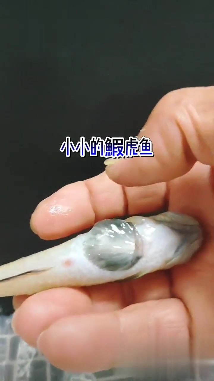 世界最短命脊椎动物下午鱼,你了解吗?