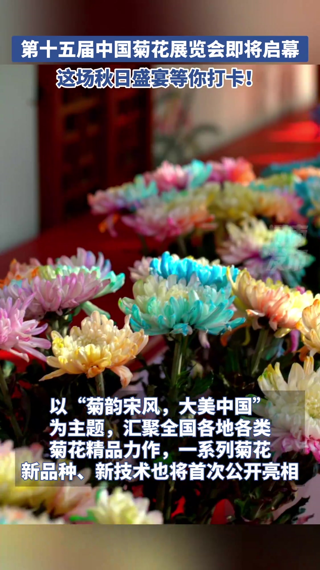 第十五届中国菊花展览会将在开封启幕