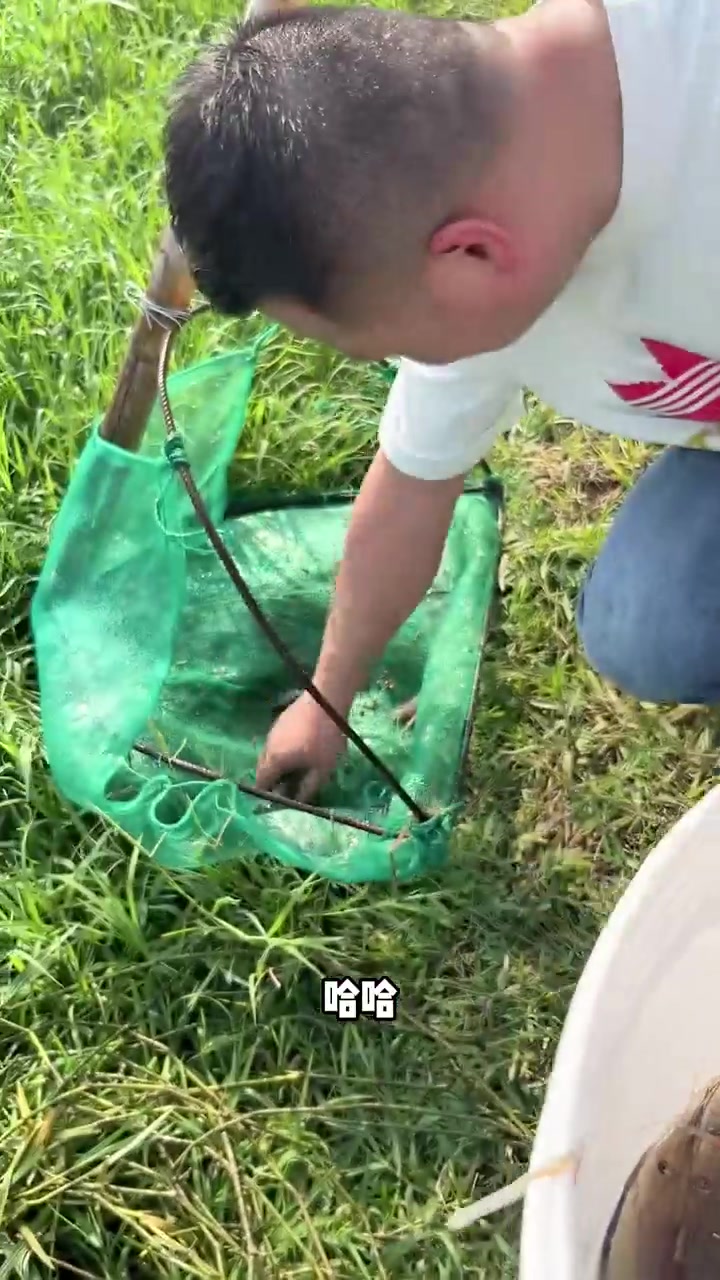 今天带去参观一下罗氏沼虾养殖基地