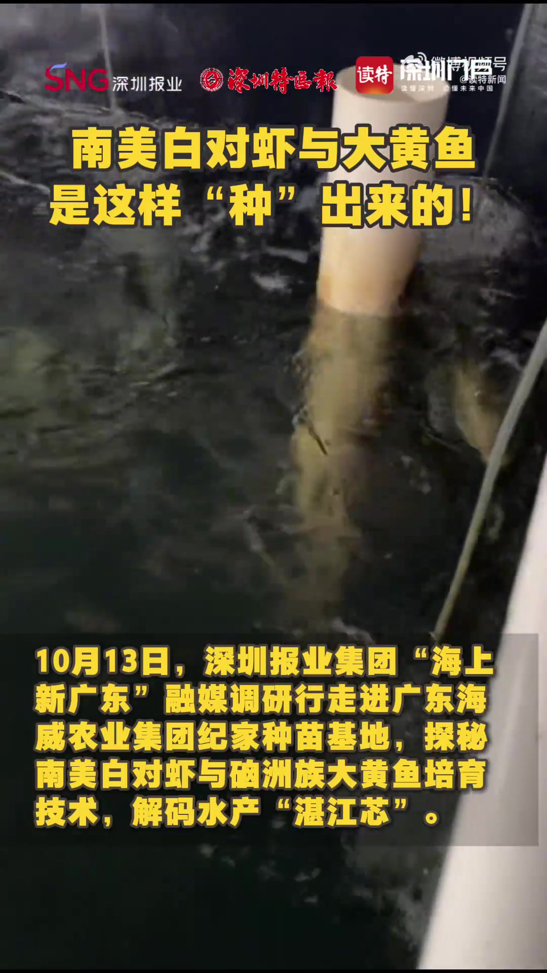 「南美白对虾与大黄鱼是这样“种”出来的!」10月13日,深圳报业集团“海上新广东 ”融媒调