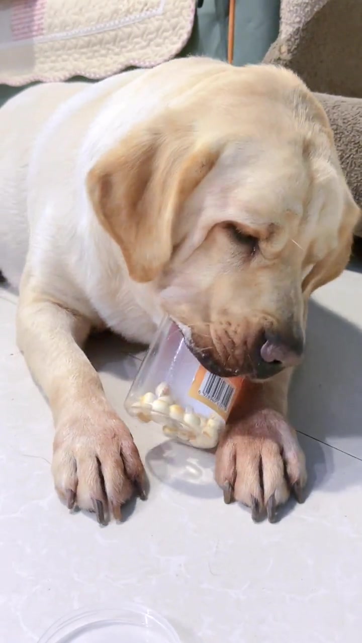 这个小馒头有多好吃，看阿布那表情就知道了，吃完的空瓶子一个个都当个宝