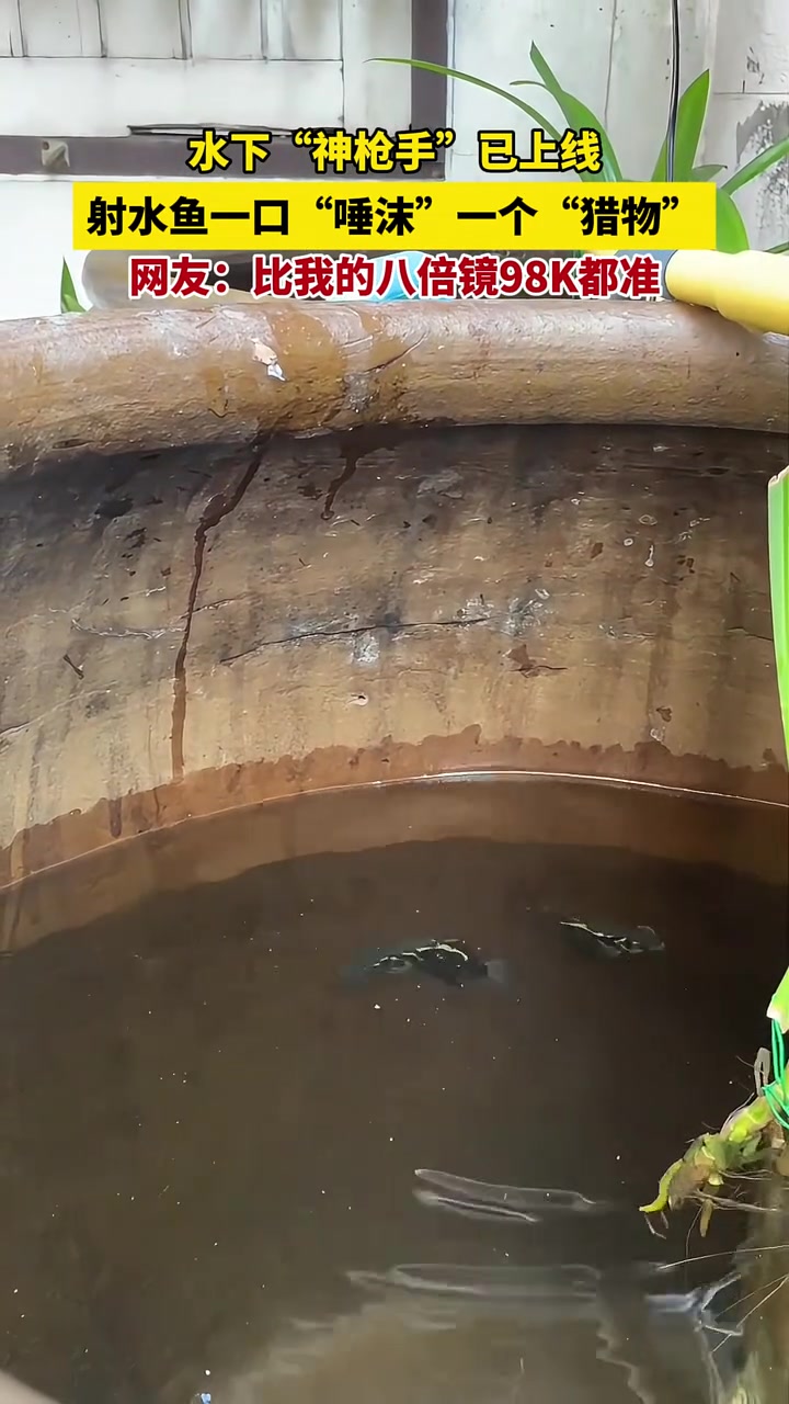 水下“神枪手”已上线,射水鱼一口“唾沫”一个“猎物”,网友:比我的八倍镜98K都准