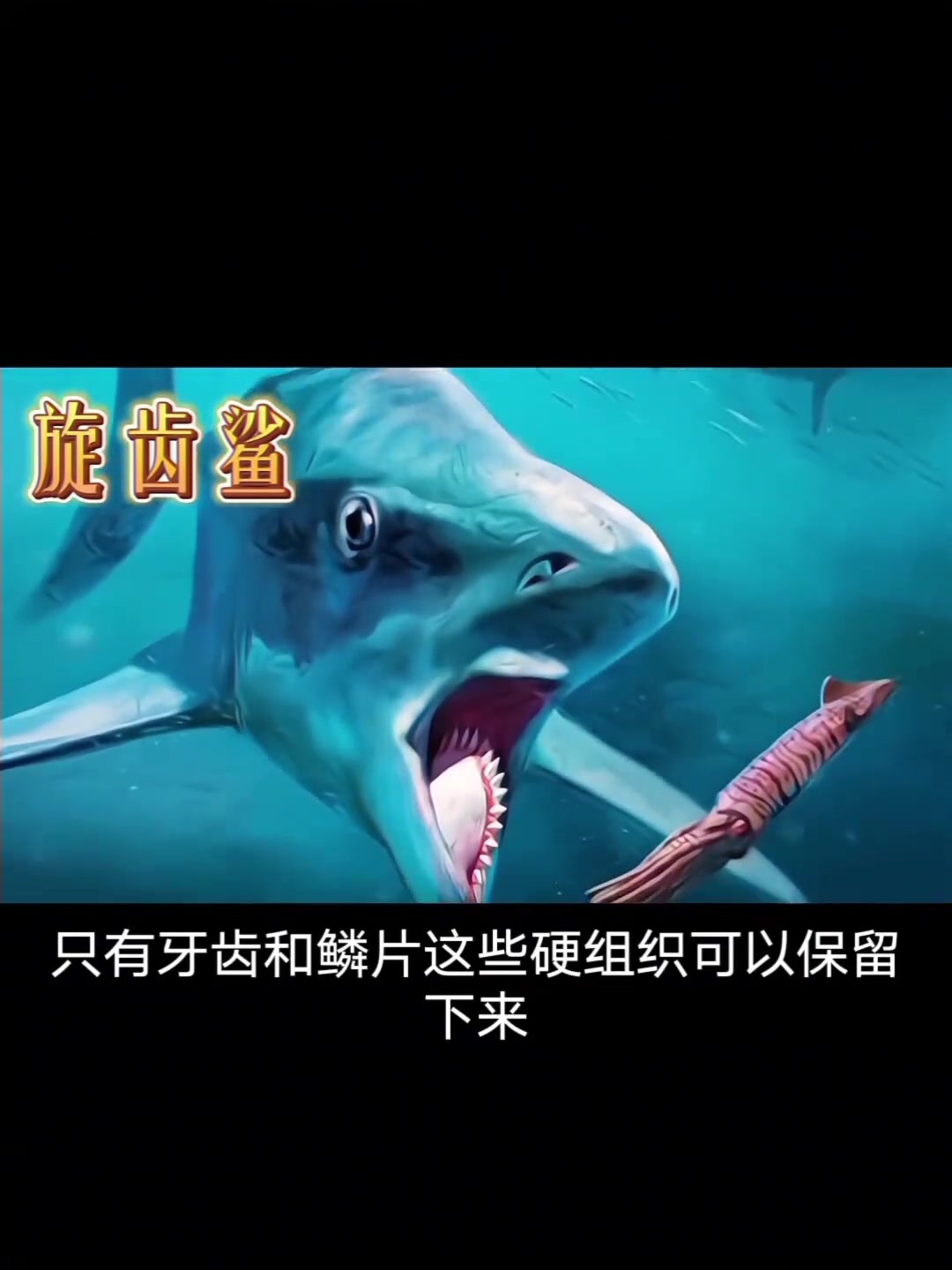 神秘的远古鲨鱼——旋齿鲨