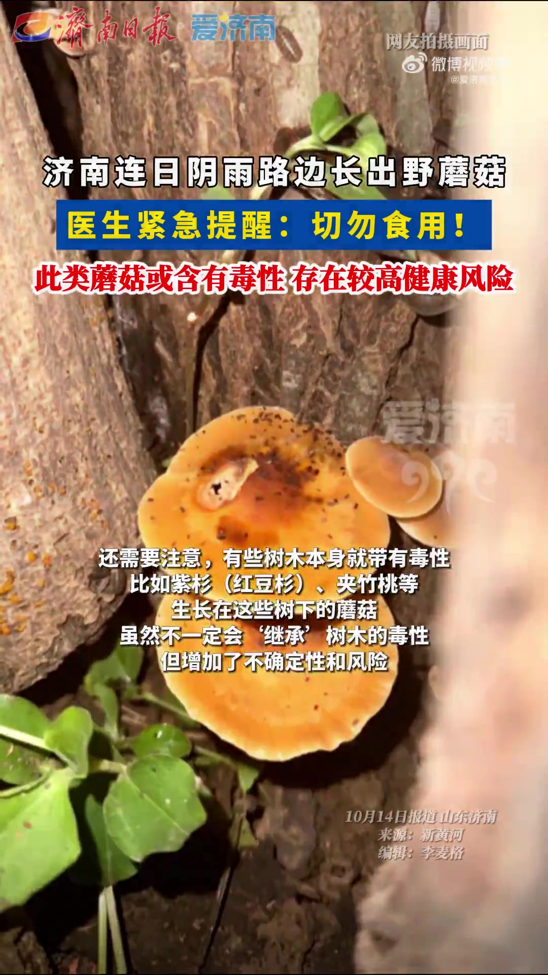 近期,济南连日阴雨,不少市民发现,路边绿化带内长出了各式各样的蘑菇。这类蘑菇是否有毒,能否