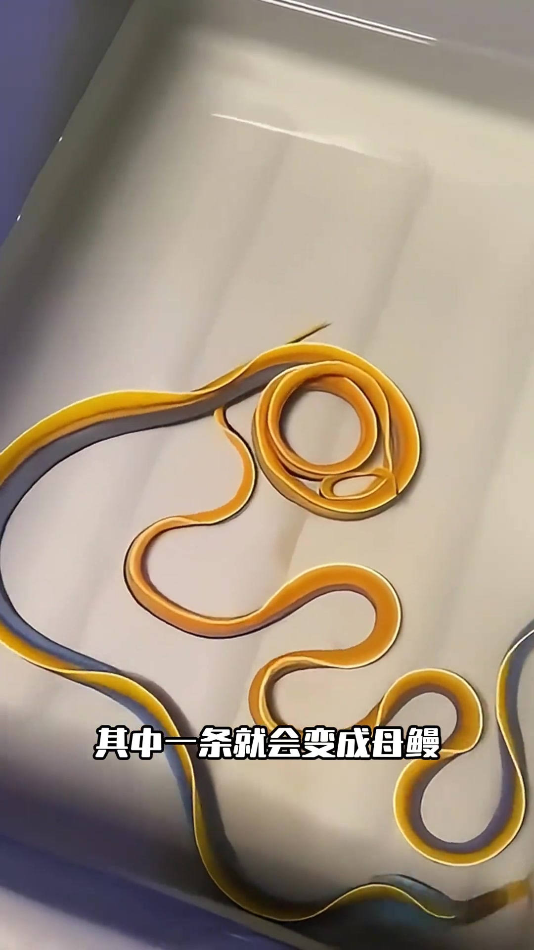 海洋奇珍-五彩鳗这是海满,不是彩带哦!