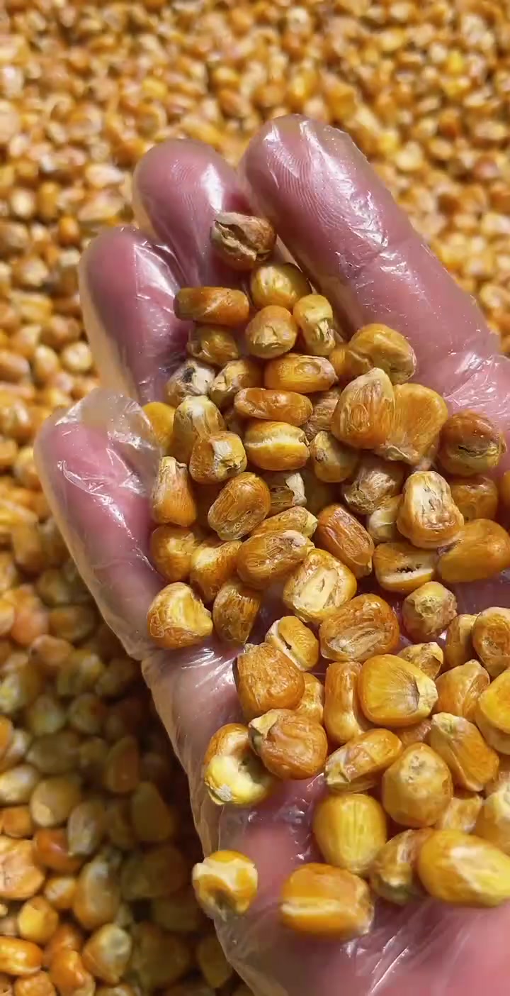 哑巴豆爆米花 糯玉米烀完沙子炒 嘎嘣脆 每袋500克