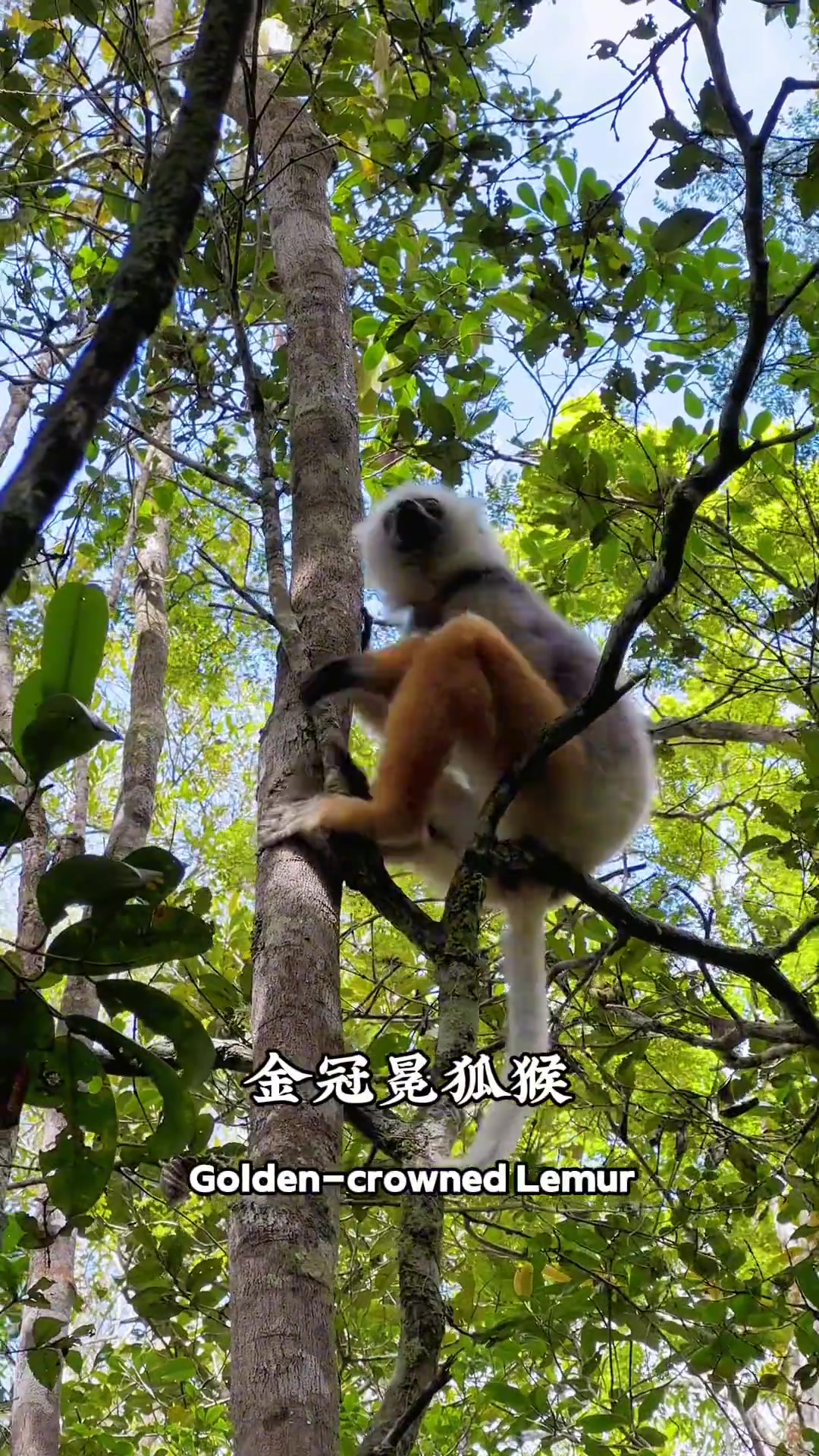 马达加斯加没有企鹅，有的是特有的物种——狐猴！