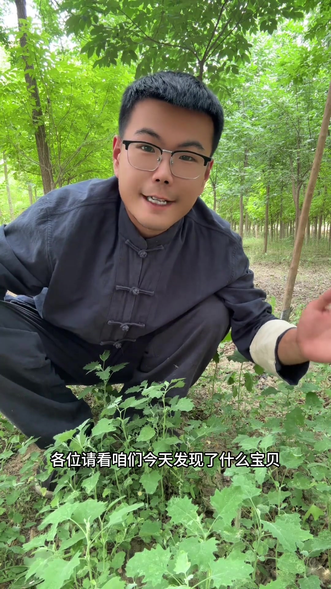 藜灰灰菜灰条菜野菜野菜藜菜灰灰菜灰条菜