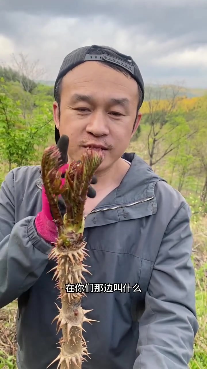 山里最贵的山野菜，满身都是刺，你吃过嘛？