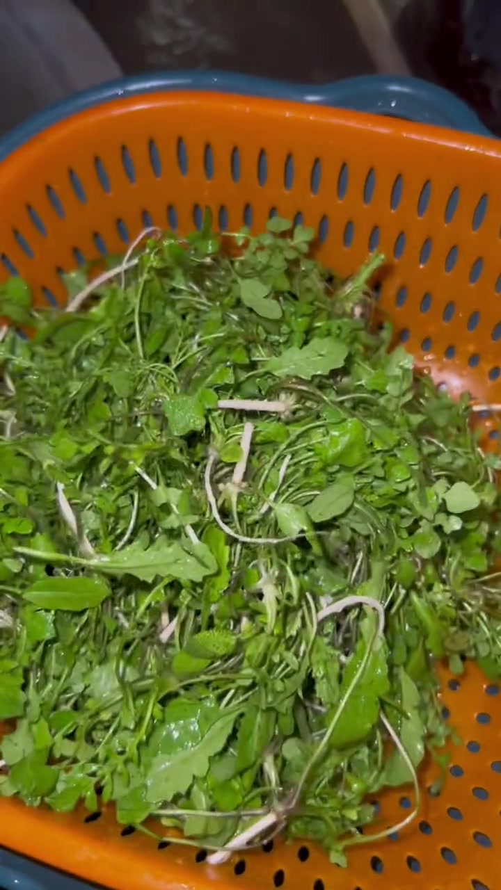 只要是能吃的野菜我都想尝尝，这个香荠菜包角子可好吃了