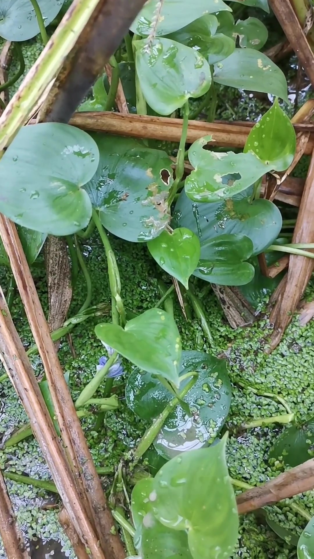 少见的鸭舌草,花开紫蓝,如今在哪能找到?