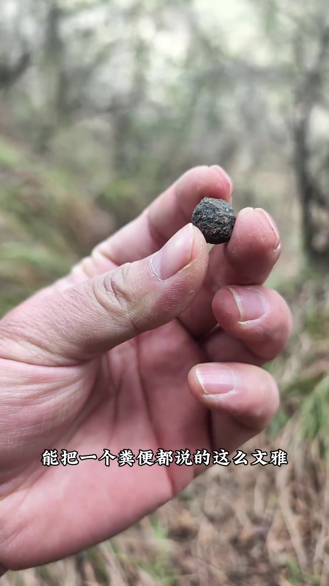 并非所有兔子屎都叫望月砂