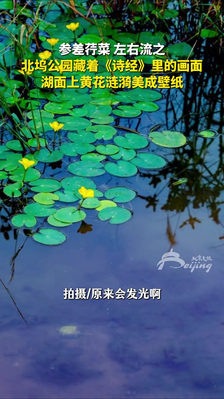参差荇菜,左右流之。近日,北坞公园湖面上的荇菜美成壁纸,仿佛藏着《诗经》里的画面。秋景 北