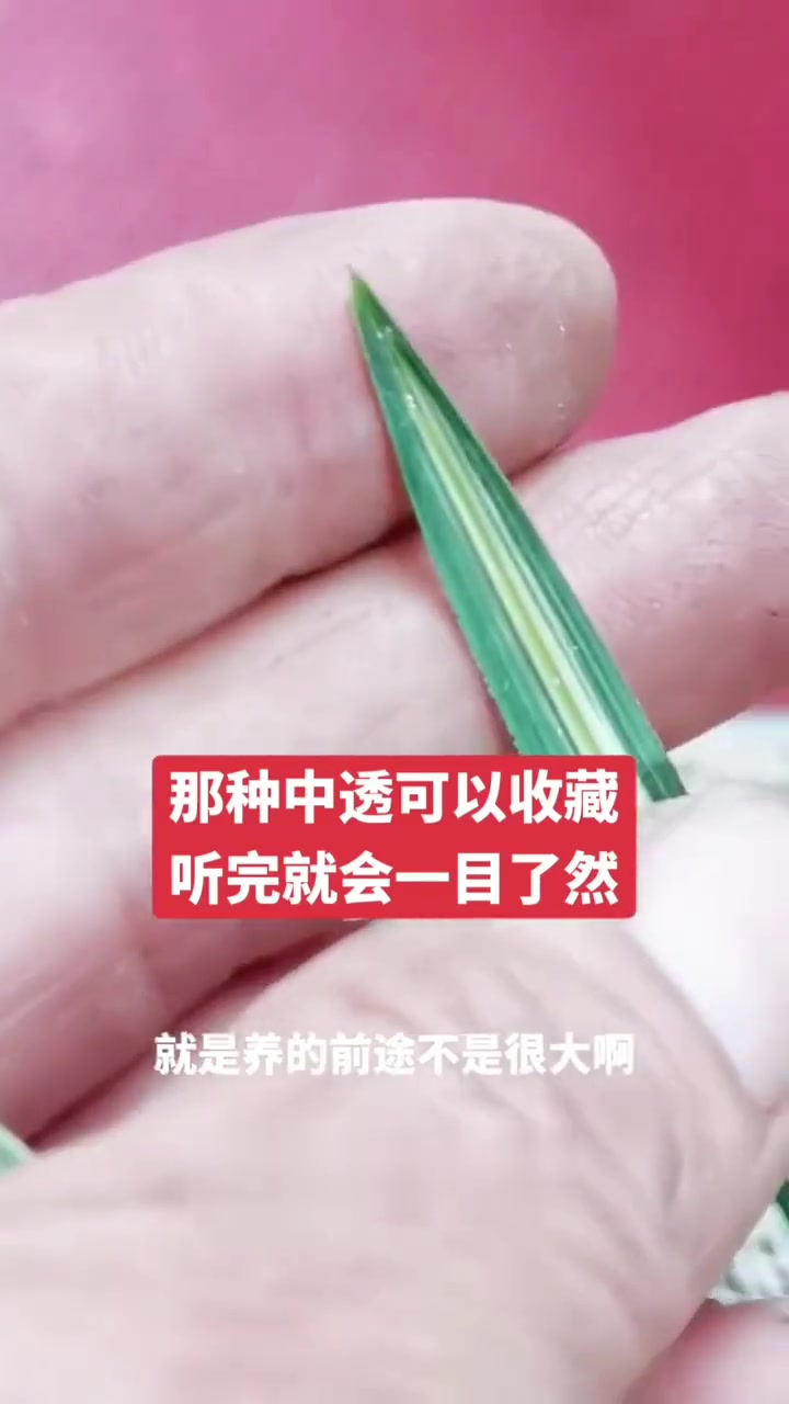 大帽子宽辫子叶益草咋判断?养它还有这些门道!