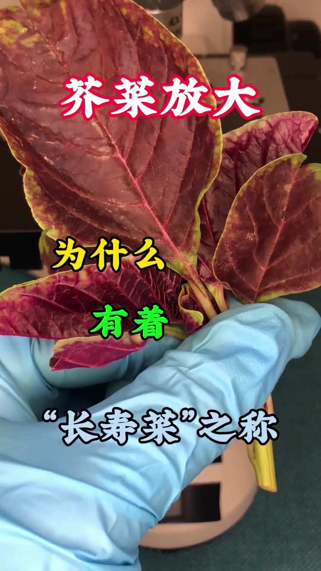 芥菜为什么叫“长寿菜”?