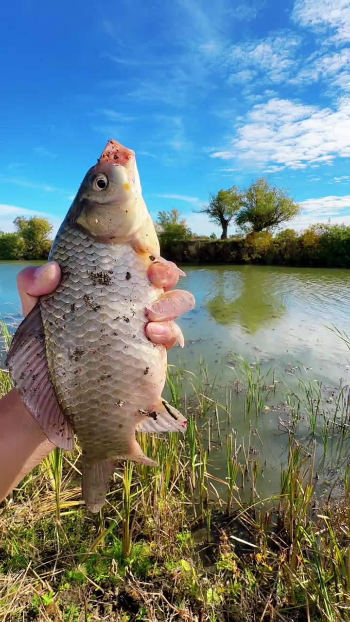 巨大的俄罗斯大板鲫！