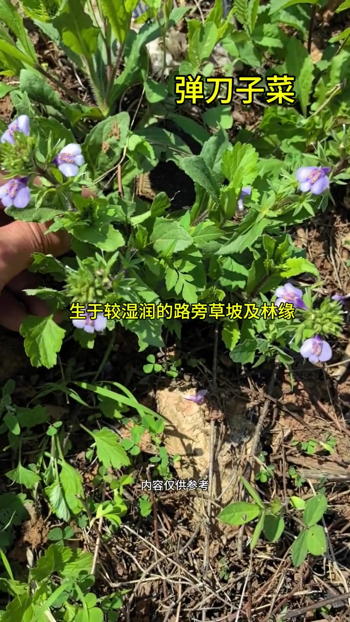 很多人不知道的中药淡刀子菜，你认识吗？