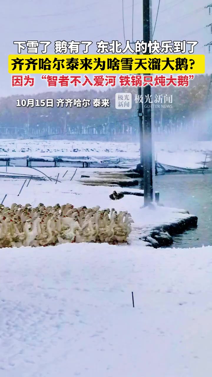 下雪了,鹅有了,齐齐哈尔泰来为啥雪天溜大鹅?因为“智者不入爱河 铁锅只炖大鹅”