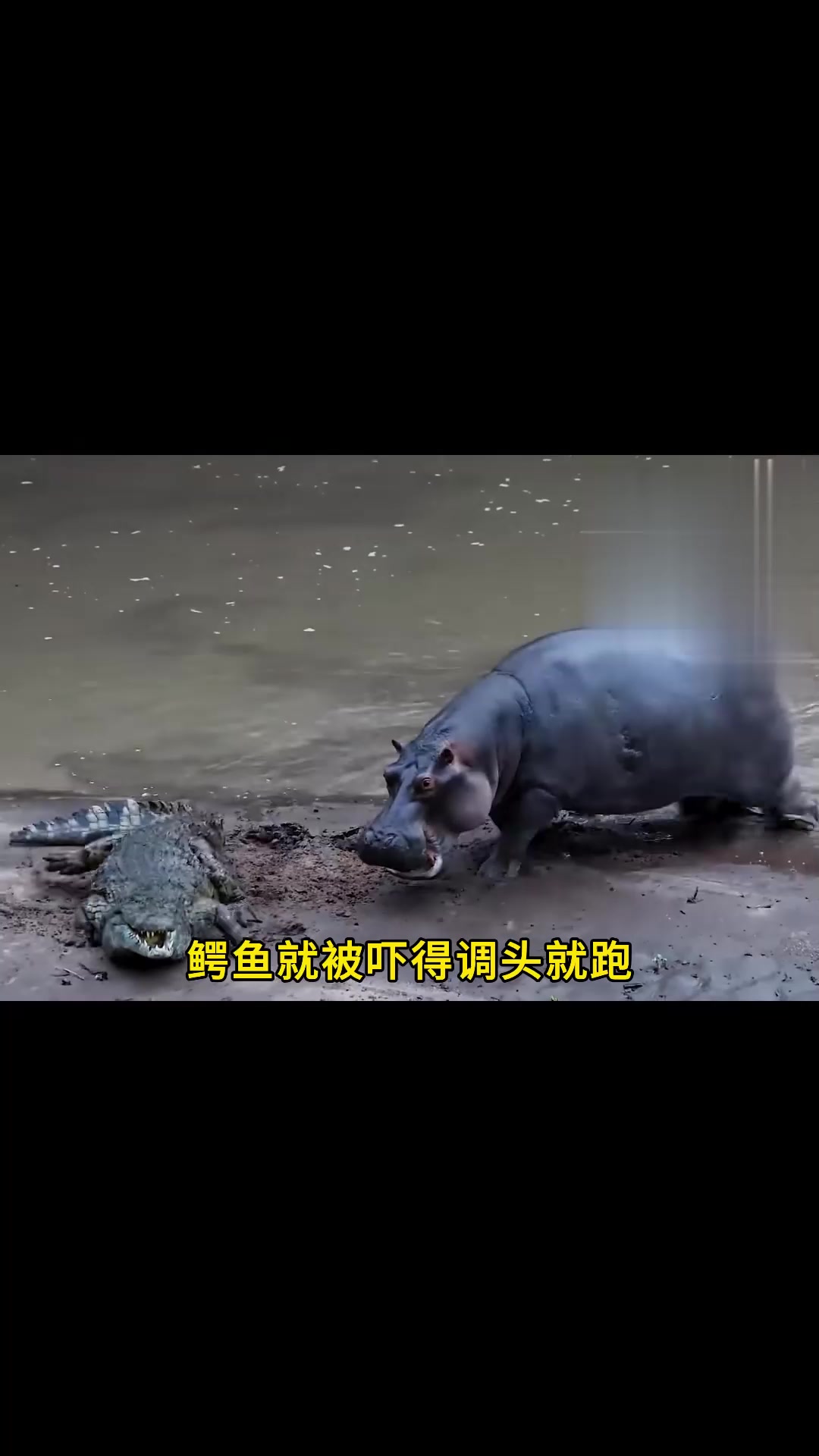 河马vs鳄鱼，鳄鱼身为水中霸主，为何如此惧怕河马？