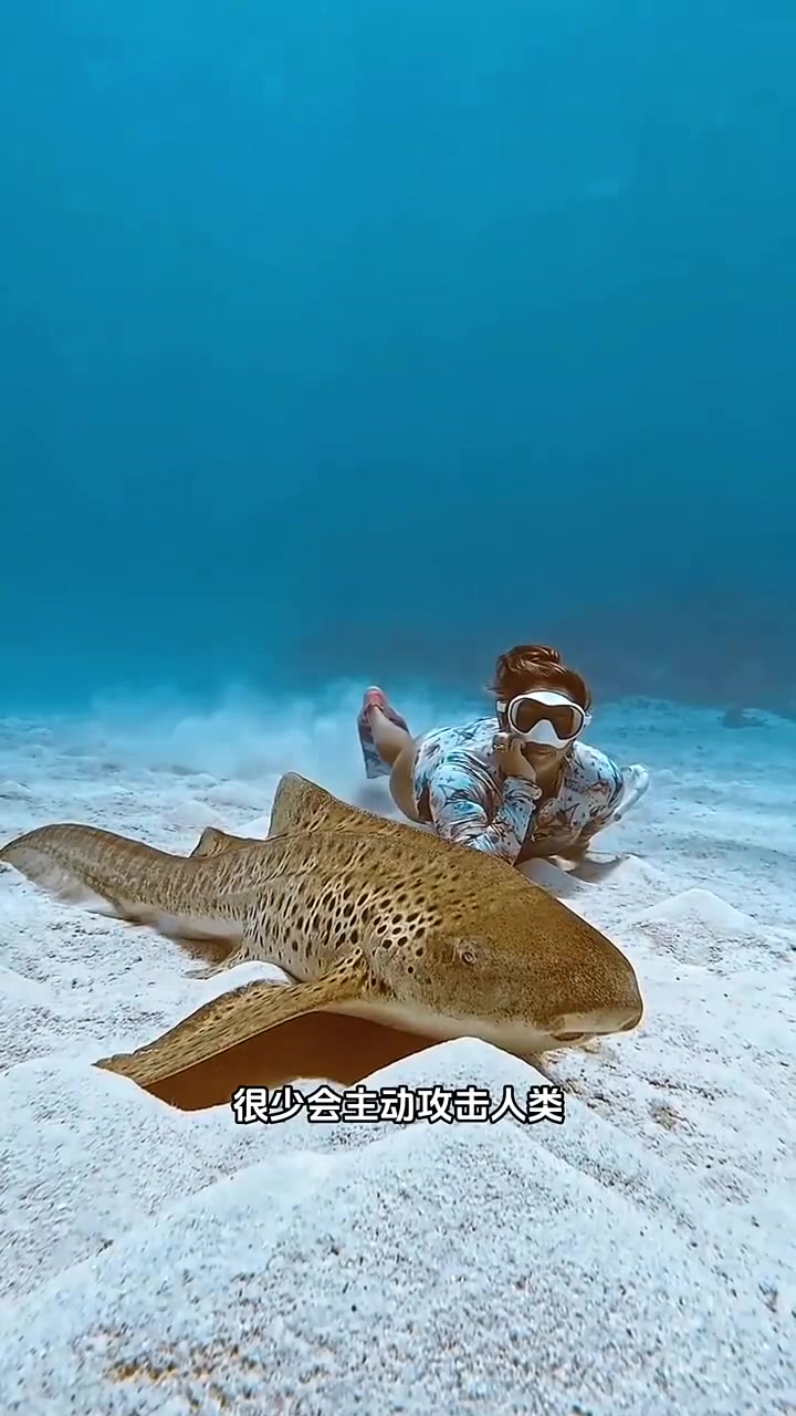 超级可爱的鲨鱼哦