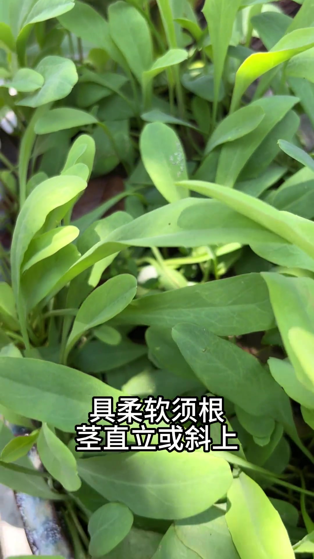 它叫鸭舌草,你见过吗?
