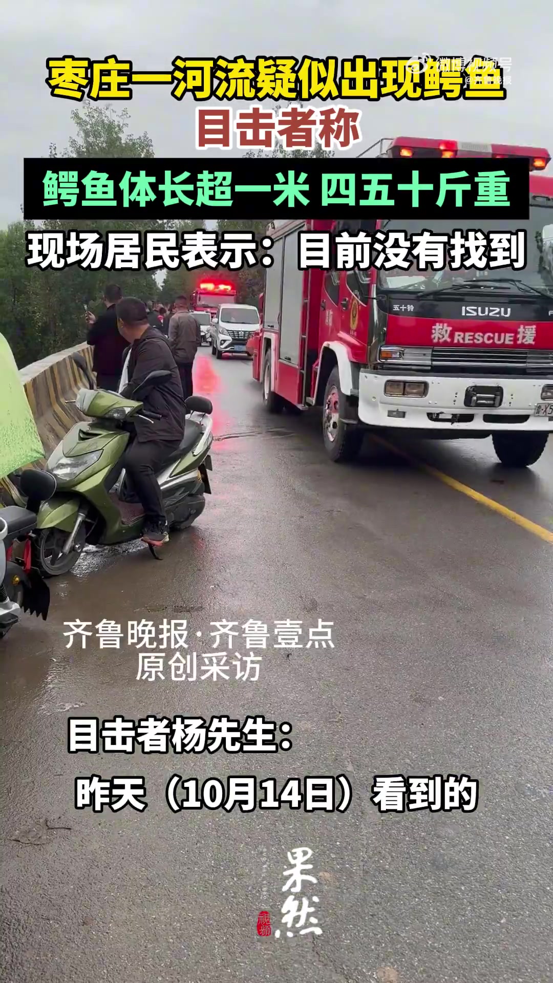 「枣庄一河流疑似出现鳄鱼 目击者:体长超一米」10月15日,山东枣庄市市中区永安镇一河流 