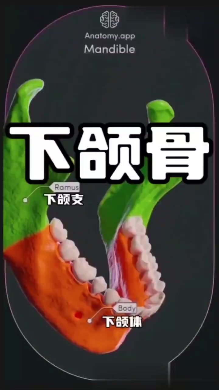 下颌骨解剖翻译