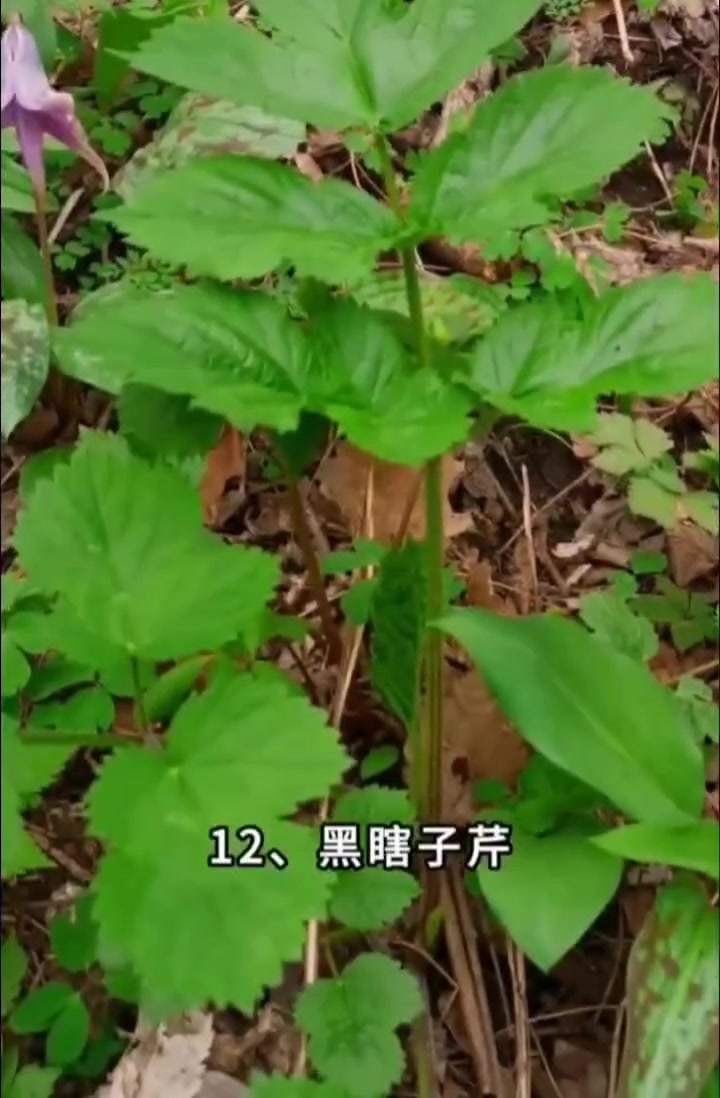 认识10种以上山野菜？快来看看你认识几种！