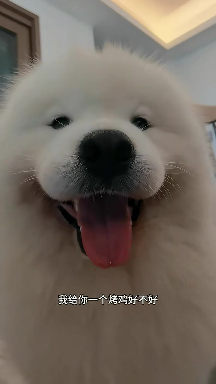 这狗仔隐藏的技能挺多的呀！