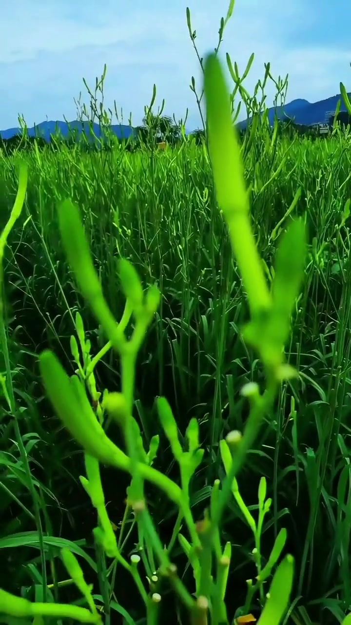 祁东给奶几妹几额，快回来扎黄花菜哦！