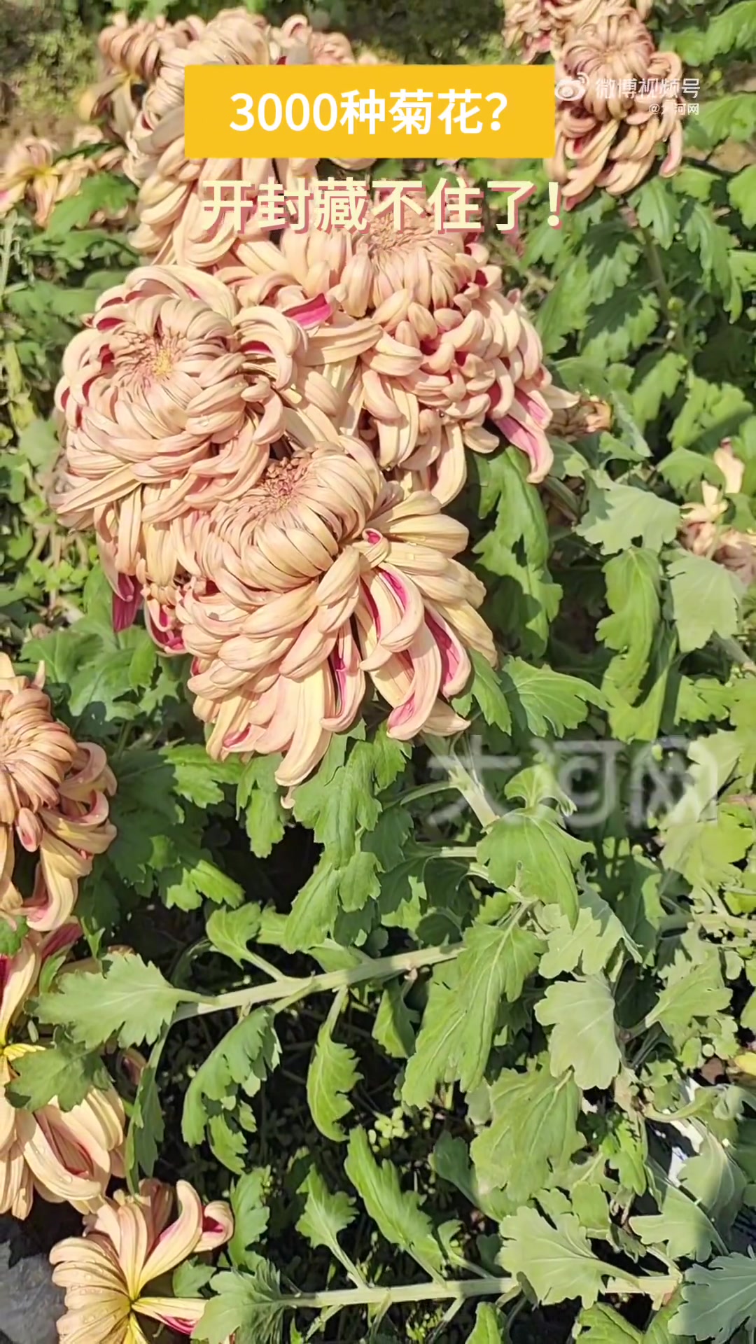 菊花是河南重点打造的“五朵金花”之一,其不仅颜值高,以后也将更有价值,在衍生品的开发上市场