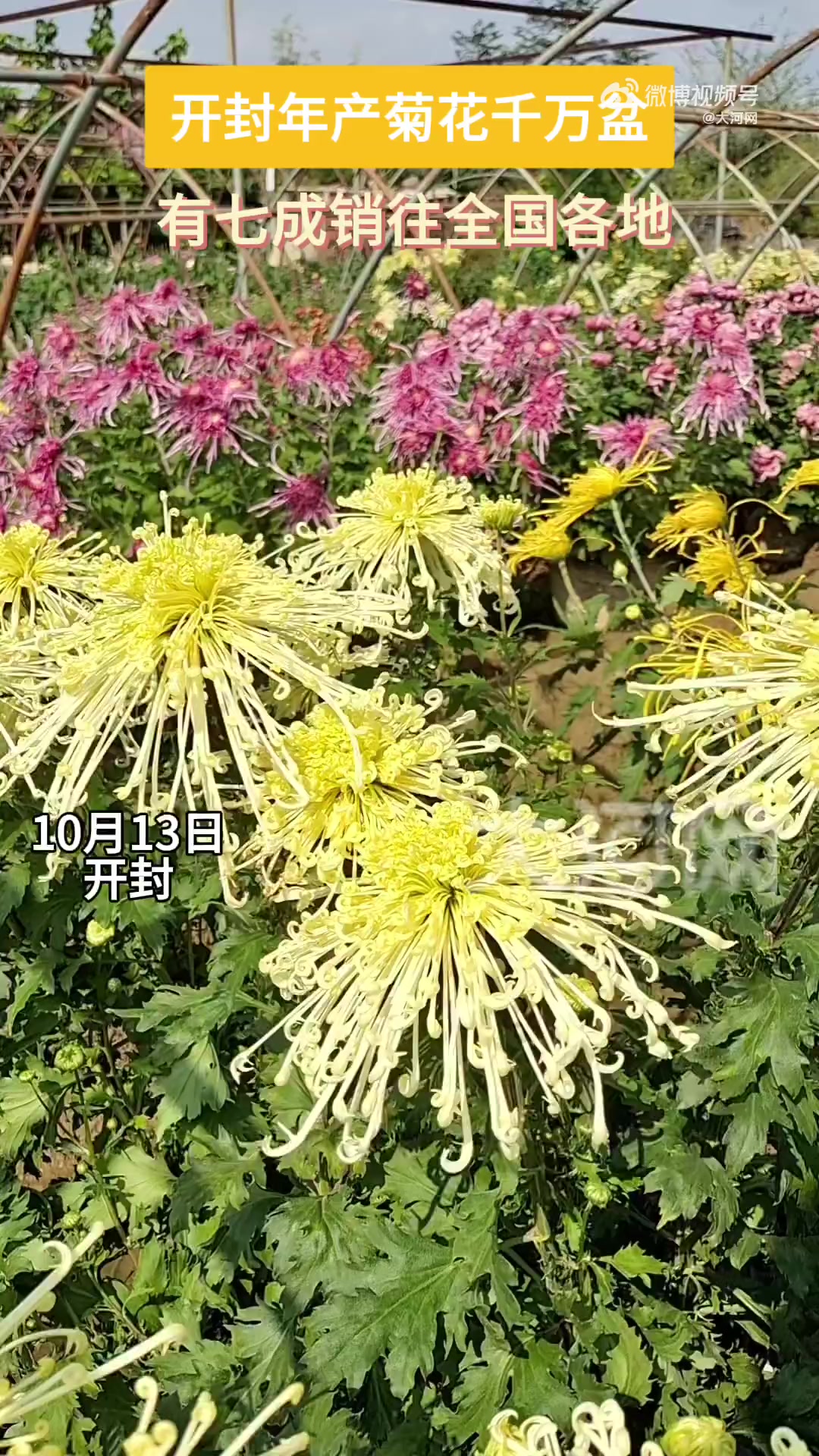 「年产千万盆、七成销全国,开封菊花要颜值也要产值」开封菊花,在全国菊花行业中处于怎样的地位